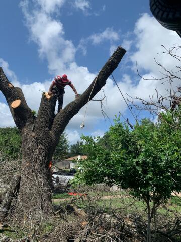 A person wearing a red helmet and striped shirt stands on a large tree trunk, expertly cutting branches as part of their tree services. Two ropes are attached to the tree, while branches and leaves litter the base. The sky is partly cloudy, casting soft shadows over the scene.
