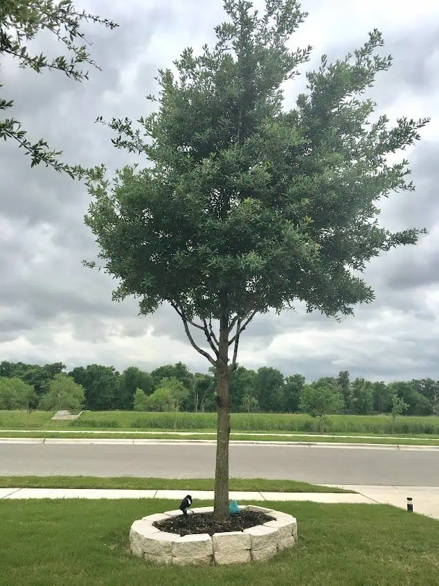 A tall, leafy tree stands enclosed by a circular stone border in a suburban yard, showcasing the expertise of professional tree services. The sky is overcast with grey clouds, and a grassy field with additional trees can be seen in the background.
