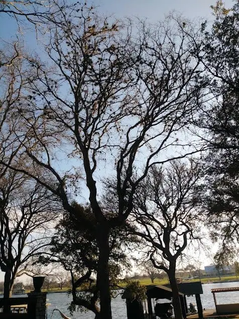 Silhouettes of leafless trees stand stark against a bright sky, with a river flowing gracefully in the background. Nearby, lush greenery and structures line the water's edge, showcasing nature's beauty and the careful touch of expert tree services.