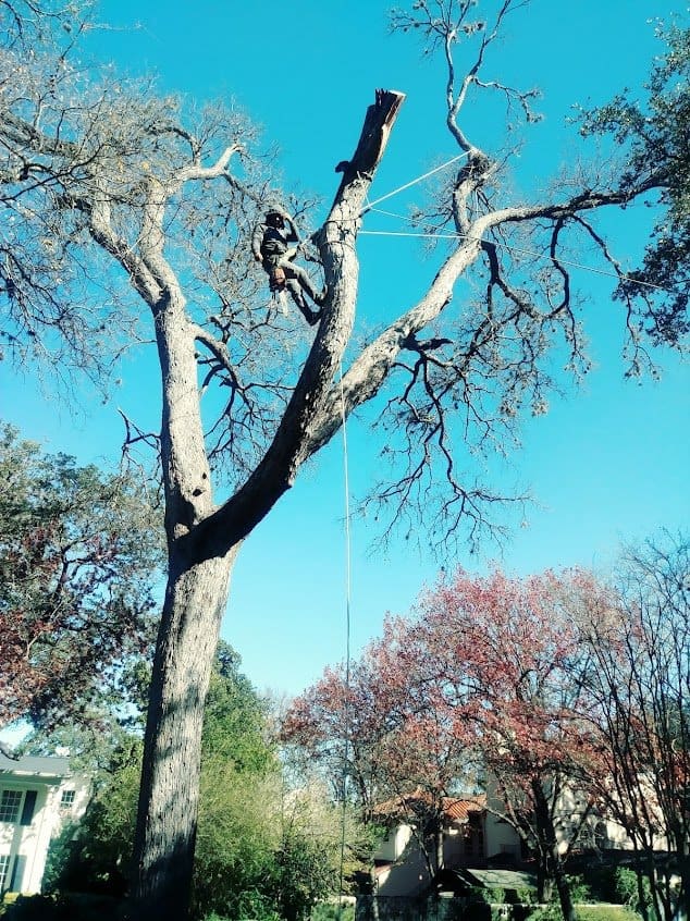Amidst a sunny day in a residential neighborhood, a person adeptly climbs a tall, leafless tree using ropes and protective gear, showcasing expert tree services. In the background, other trees and houses paint a serene backdrop to this impressive feat.
