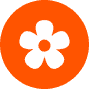 A white flower with five rounded petals centered on an orange circular background.