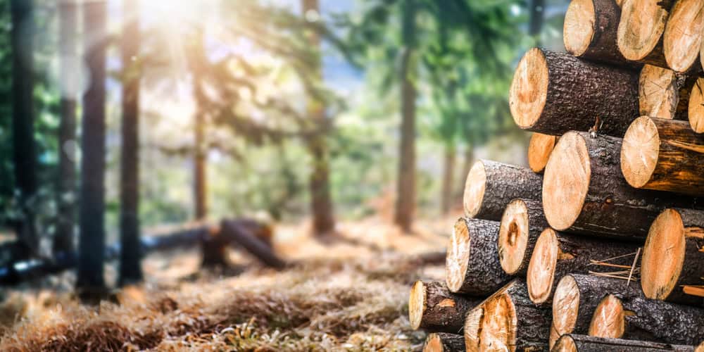 Stack of cut logs in the foreground with a sunlit forest in the background. The scene features tall trees and a lush, blurred undergrowth, conveying a serene and natural woodland setting.