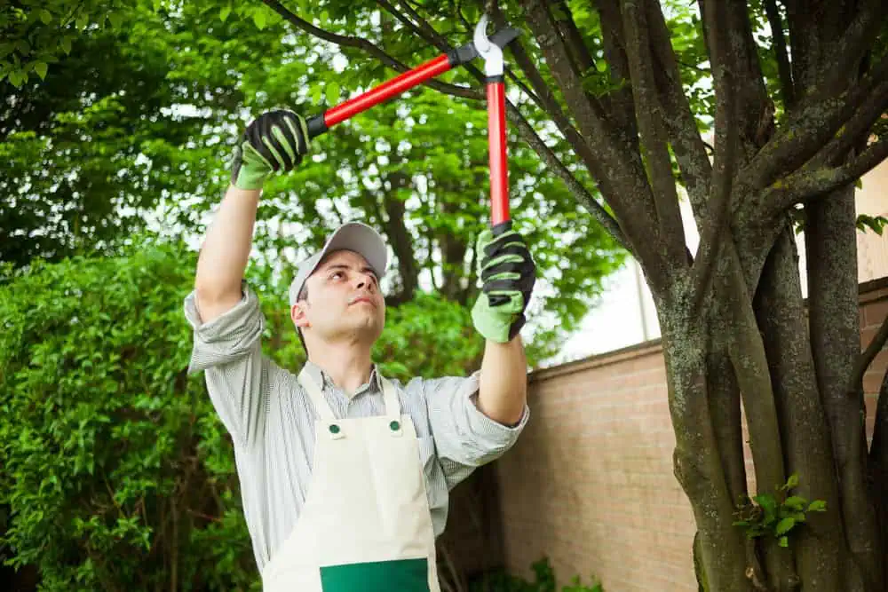 A person wearing a cap, gloves, and an apron is pruning tree branches with red-handled shears in a garden. They are surrounded by green foliage and a brick wall.
