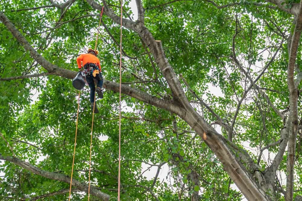 A tree surgeon in an orange jacket and safety helmet is climbing a large tree, using ropes and harnesses. The lush green leaves form a dense canopy, and the sky is visible through the branches.