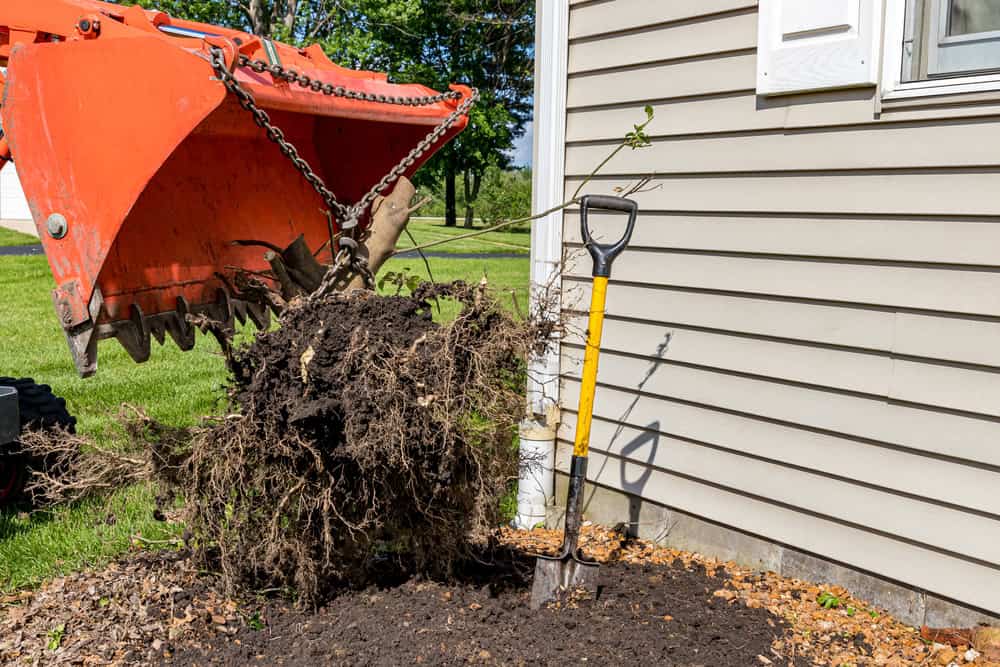 An orange excavator lifts a large bush with roots from a garden bed next to a beige house. A shovel leans against the house, and the yard has wood chips on the ground. Grass and trees are visible in the background.
