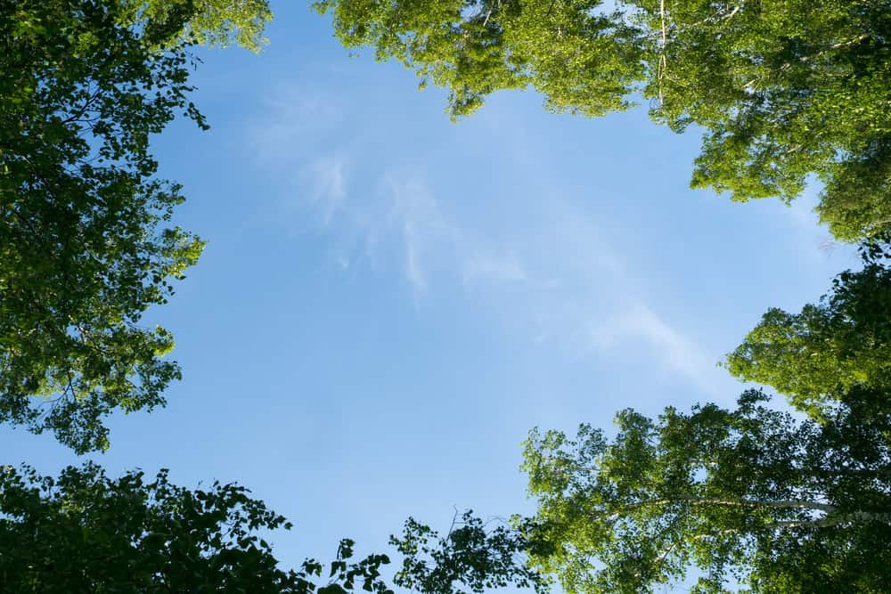 Blue sky framed by lush green tree tops forming an open circle, creating a serene natural canopy effect. Wispy clouds drift across the clear sky.