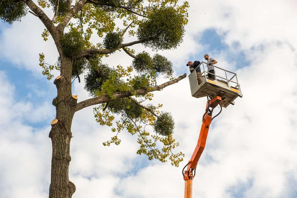 A worker in a cherry picker trims a large tree branch high above the ground against a partly cloudy sky.