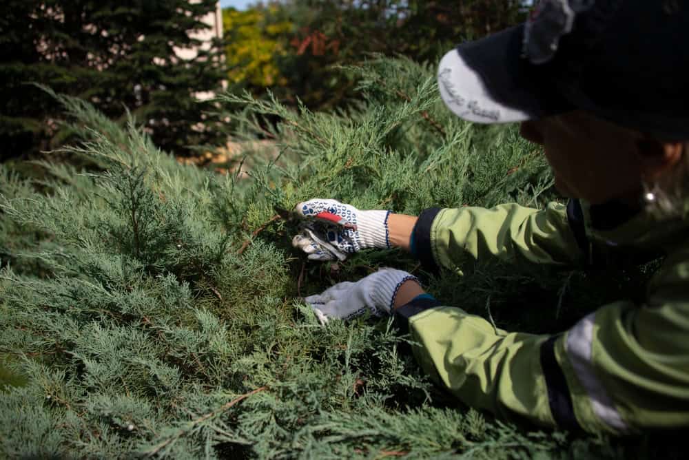 A person wearing a black cap and white gloves trims green bushes with a pair of scissors in a garden. Sunlight highlights the foliage, and trees are visible in the background.