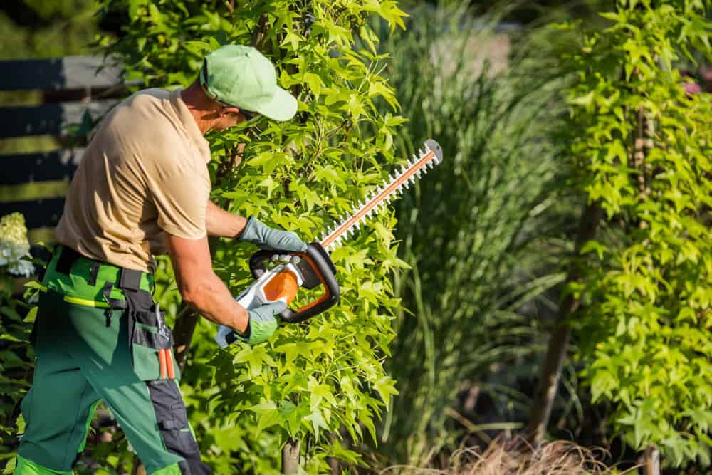 A gardener wearing a green cap and gloves is using a hedge trimmer to shape a lush green bush in a garden. Tall grass and plants are visible in the background, indicating a well-maintained outdoor space.