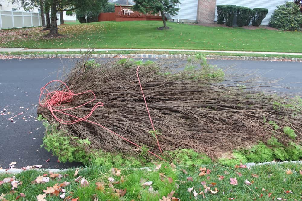 A large cut tree wrapped with red rope lies on its side at the edge of a street. The surrounding area is grassy with fallen leaves, and nearby houses and trees are visible.