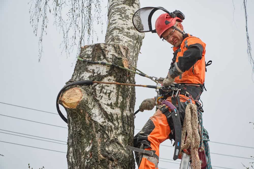 A tree surgeon wearing safety gear and a red helmet is suspended in the air while cutting a large tree branch with a chainsaw. The sky is overcast, and power lines are visible in the background.