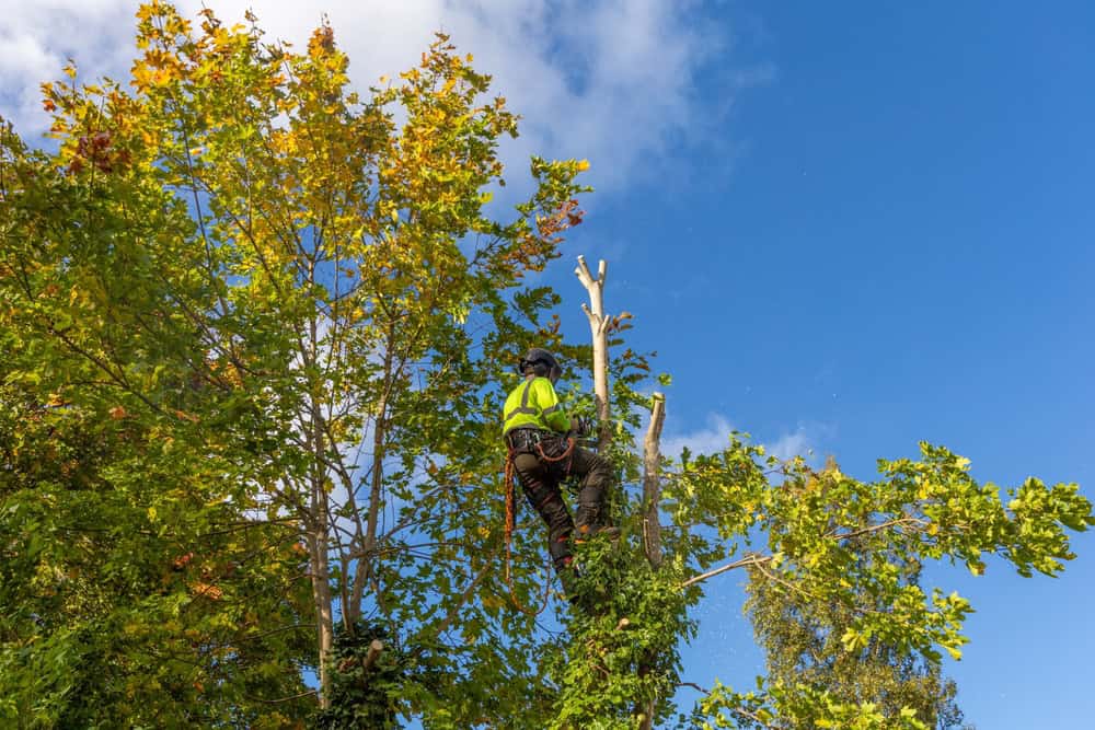 A tree surgeon in safety gear climbs a tree, surrounded by green and yellow foliage, and uses a chainsaw to cut branches against a clear blue sky.