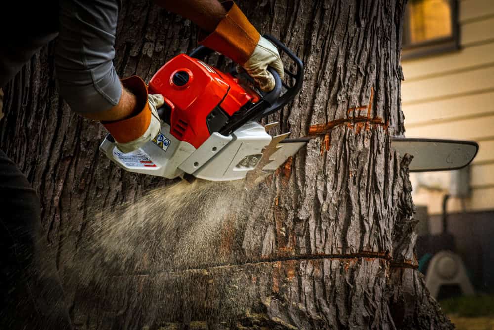 A person wearing gloves uses a red and white chainsaw to cut through a large tree trunk, creating sawdust. The tree has been notched and is positioned near a building.