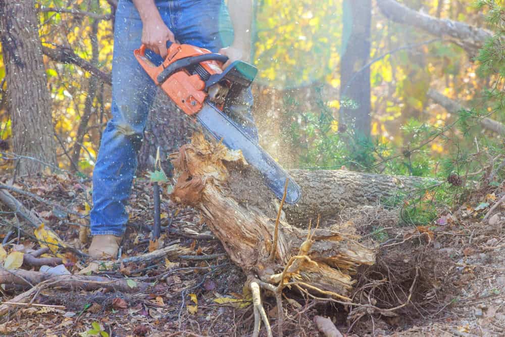 A person in blue jeans uses an orange chainsaw to cut through a fallen tree in a forest. Sunlight filters through the trees, illuminating wood chips and sawdust flying from the cut. The ground is covered in leaves and debris.