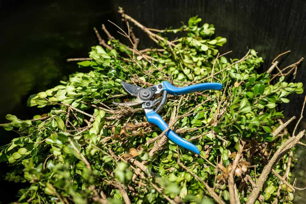 A pair of blue-handled pruning shears rests on top of a pile of fresh green branches with leaves. The background is a dark, indistinct surface, providing contrast to the vibrant foliage and tool.