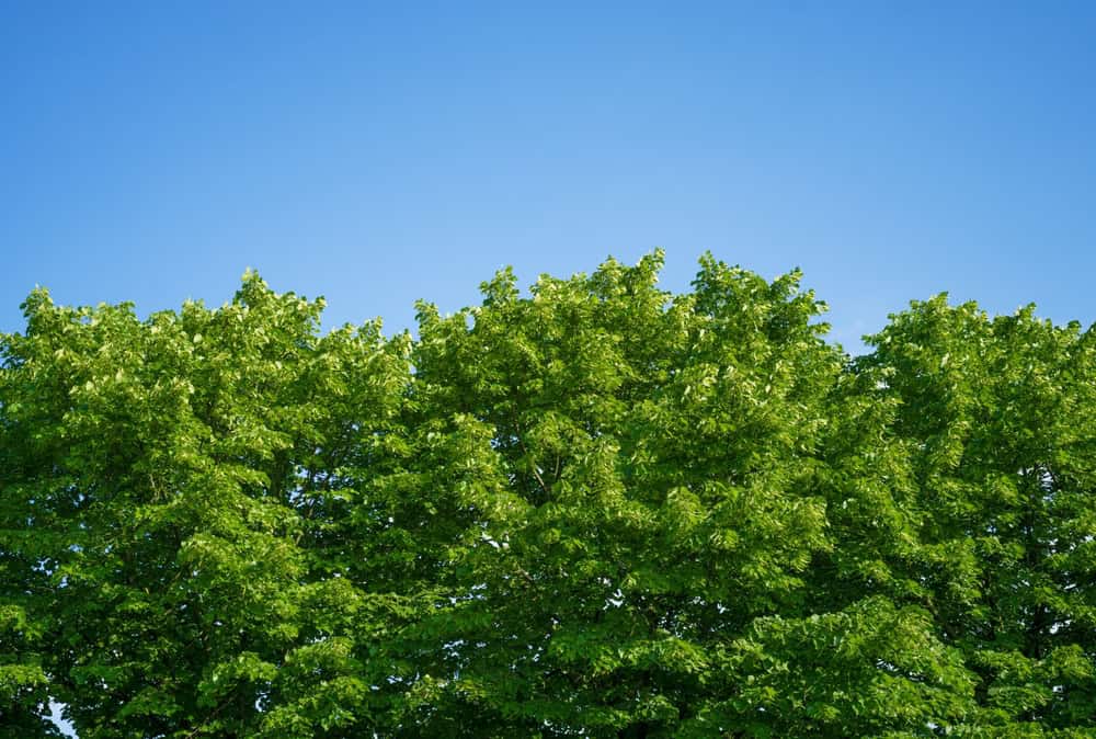 A row of lush green trees with dense foliage stands against a clear blue sky, capturing a serene and vibrant natural scene.