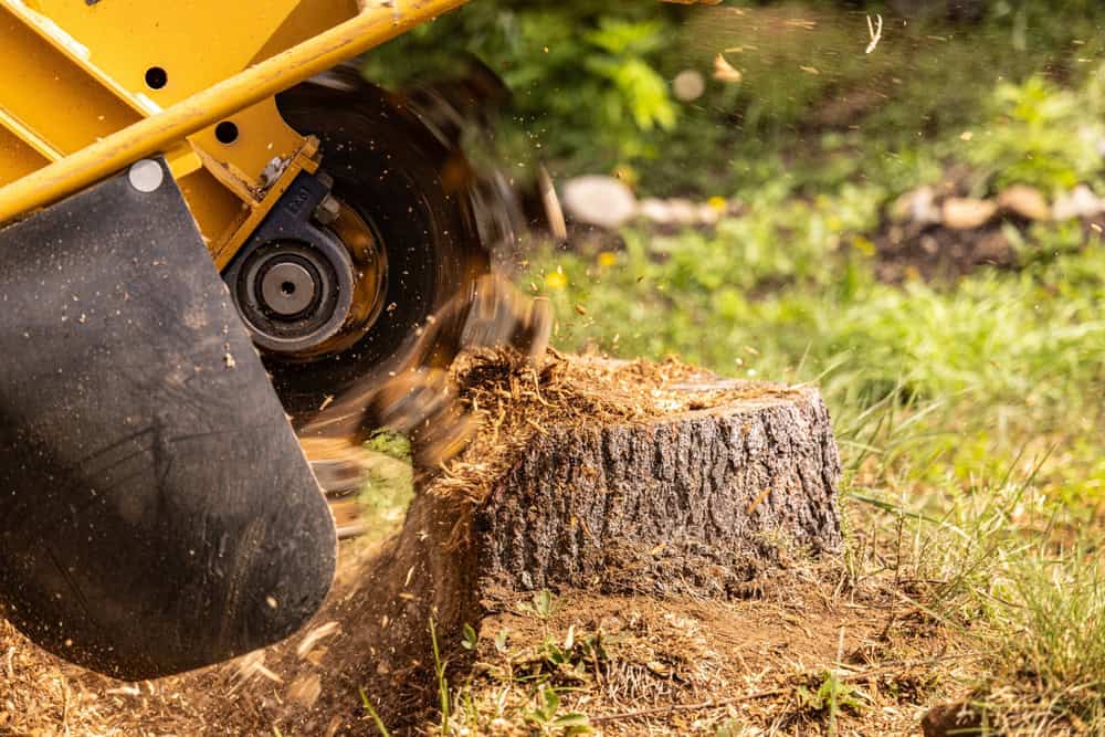 Close-up of a yellow stump grinder in action, chipping away at a tree stump. Wood chips and dust are flying, with green grass and blurred foliage in the background.
