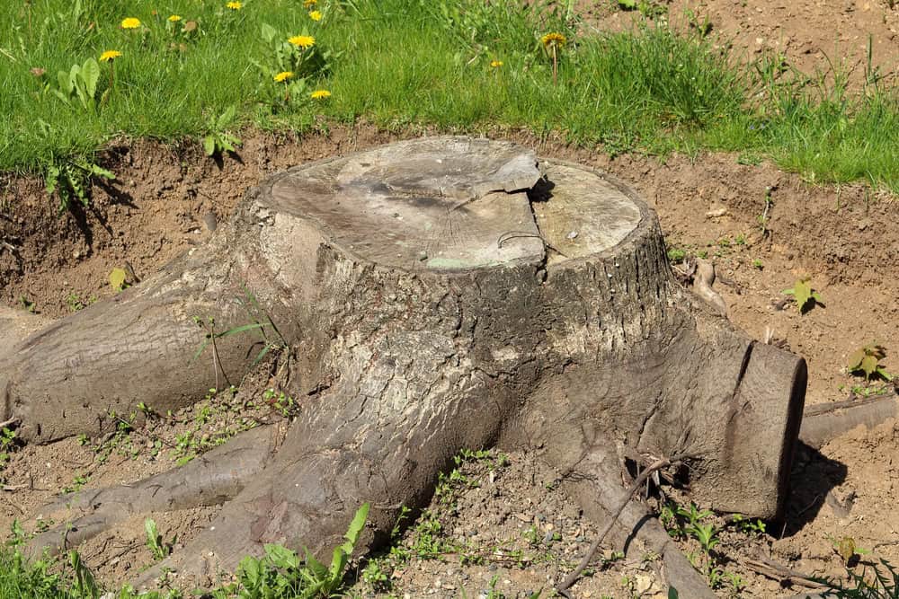 A large tree stump with roots exposed in a grassy area. Yellow dandelions are scattered in the surrounding grass, and the soil appears dry.