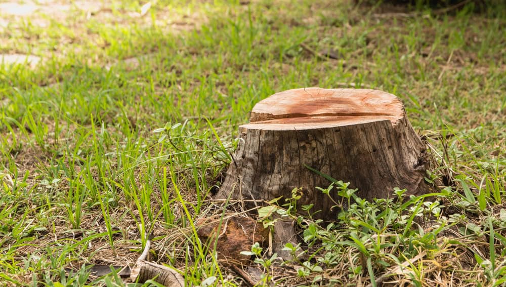A tree stump surrounded by green grass and small plants in a sunny outdoor setting. The stump is central in the image, showing the cut surface with rings, while sunlight softly illuminates the scene.