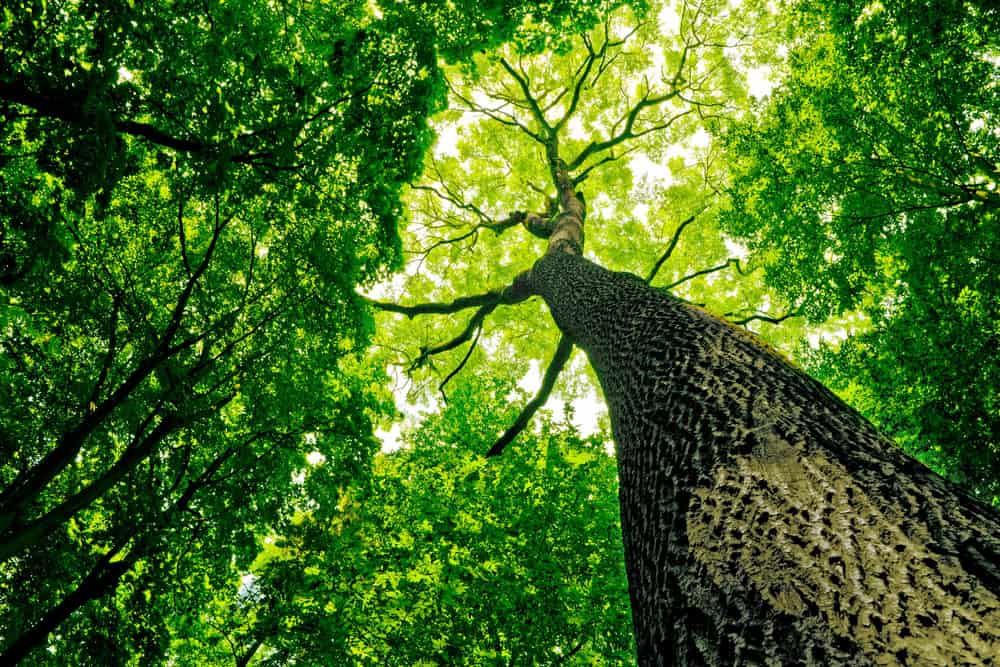 View from the base of a tall tree looking up at the vibrant green canopy against the bright sky, surrounded by dense forest foliage. The perspective emphasizes the tree's height and the lush, leafy environment.