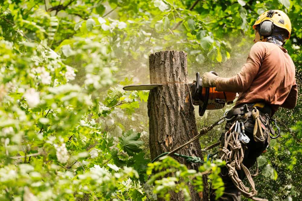 A person wearing protective gear, including a helmet and ear protection, is cutting down a tree with a chainsaw. They are surrounded by lush green foliage, and sawdust is visible in the air.