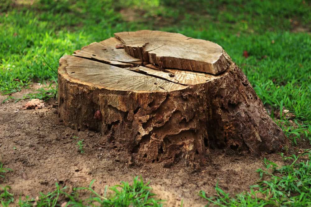 A close-up of a large, weathered tree stump with distinct growth rings and visible cracks. The stump is surrounded by green grass, with pieces of bark missing, indicating age and decay. The ground is slightly uneven around the stump.