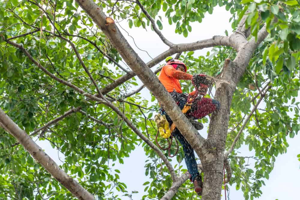 A tree surgeon wearing protective gear and an orange shirt uses a chainsaw to cut a branch high up in a leafy tree. Safety ropes are attached to the tree and his harness. The sky is visible in the background.