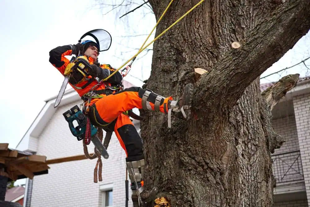 Arborist in bright orange gear climbs a large tree using ropes and spiked shoes, carrying a chainsaw and other tools. A house is visible in the background.