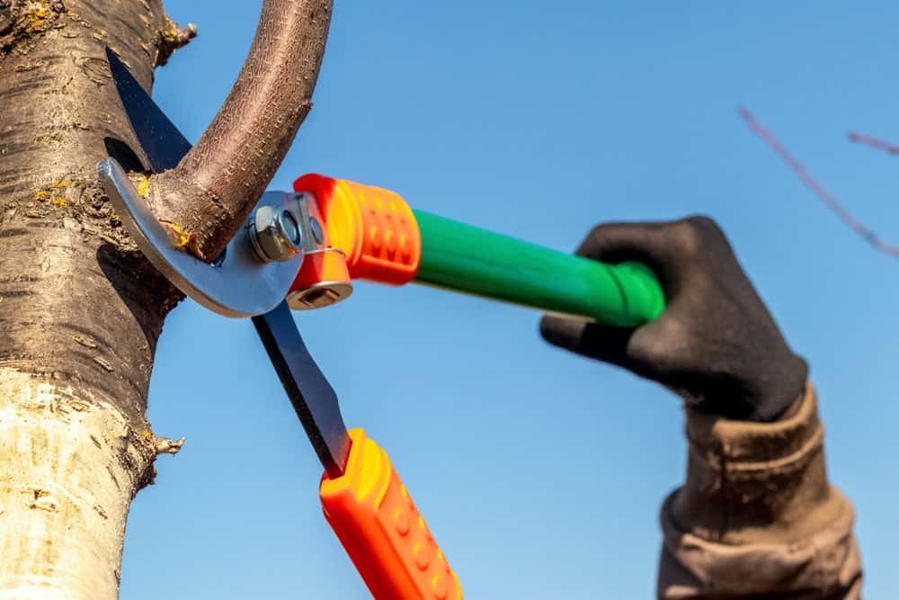 A person wearing a glove uses a green and orange pruning saw to cut a branch from a tree against a clear blue sky. The focus is on the saw and the branch being trimmed.