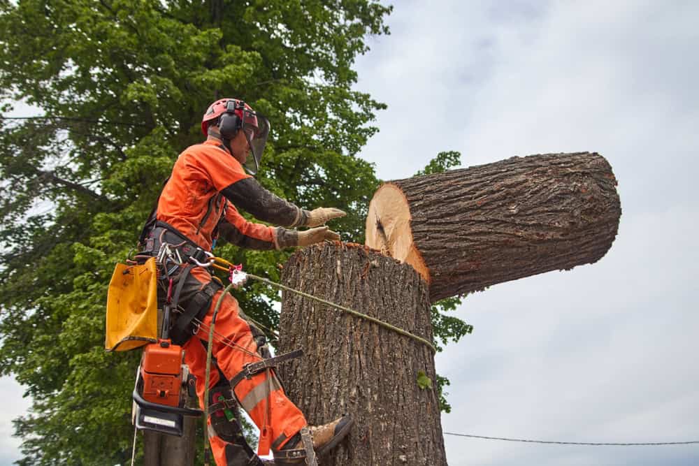 A tree surgeon wearing orange safety gear and a helmet carefully cuts down a large tree trunk with a chainsaw. A harness secures the worker, and tree foliage is visible in the background.