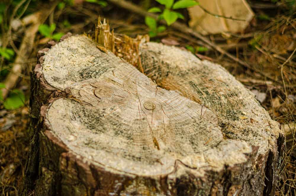 Close-up of a tree stump with visible growth rings and rough bark texture. Surrounding the stump are green leaves and fallen branches on the ground. The image captures the natural details of the tree's cross-section in a forest setting.