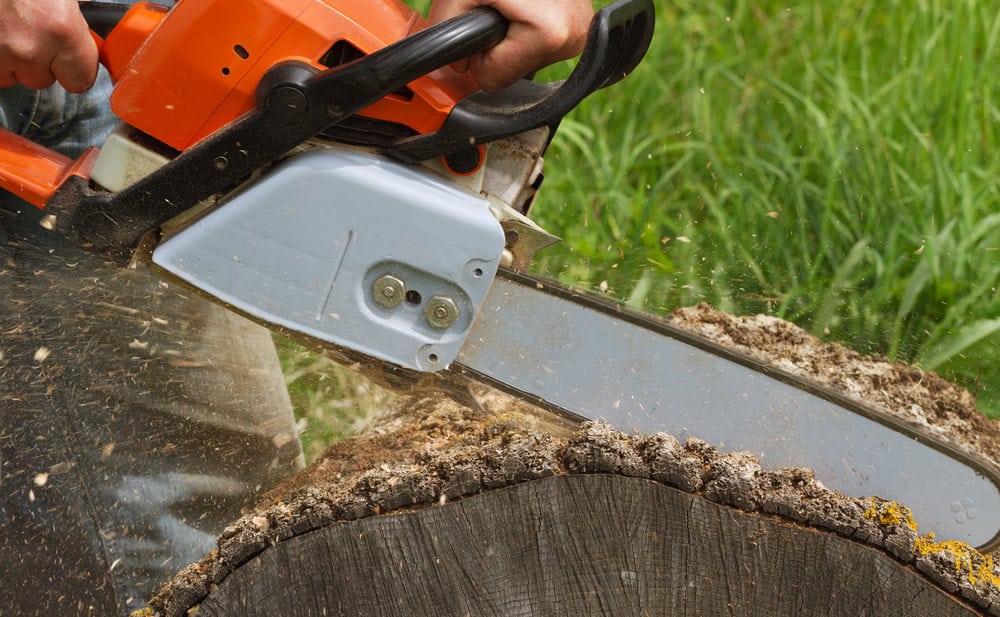 Close-up of a person using an orange and gray chainsaw to cut through a large tree trunk, with wood chips flying and a background of green grass.