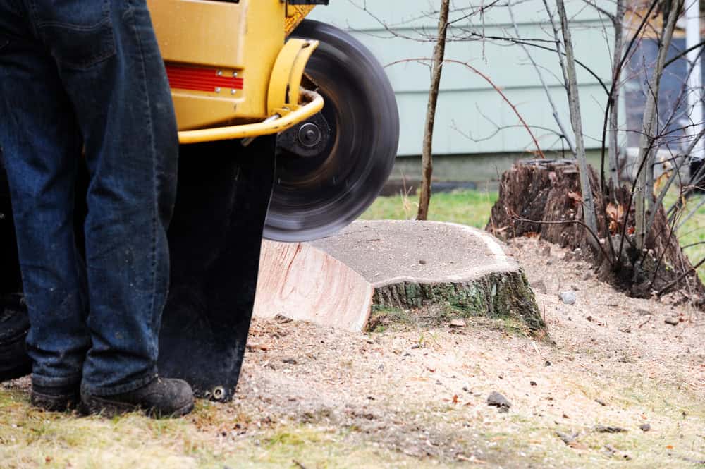 A person operates a stump grinder on a tree stump in a yard. The machine's blade is in motion, removing the stump. The ground is covered with wood chips and surrounded by grass, while a nearby tree stands partially visible.
