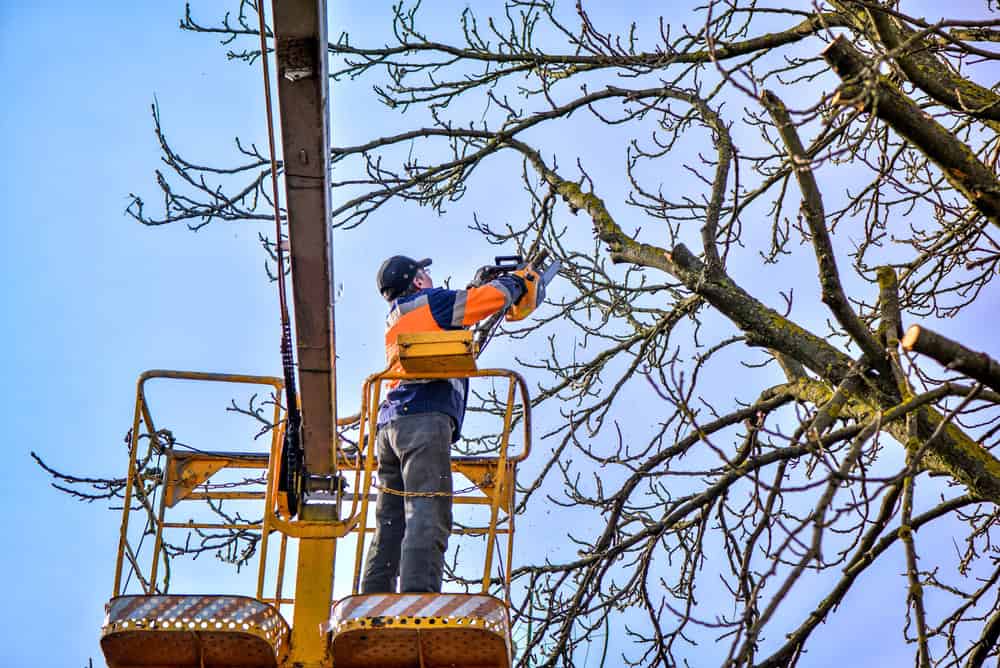 A worker in safety gear trims branches from a tree using a chainsaw while standing on an elevated platform against a clear sky.